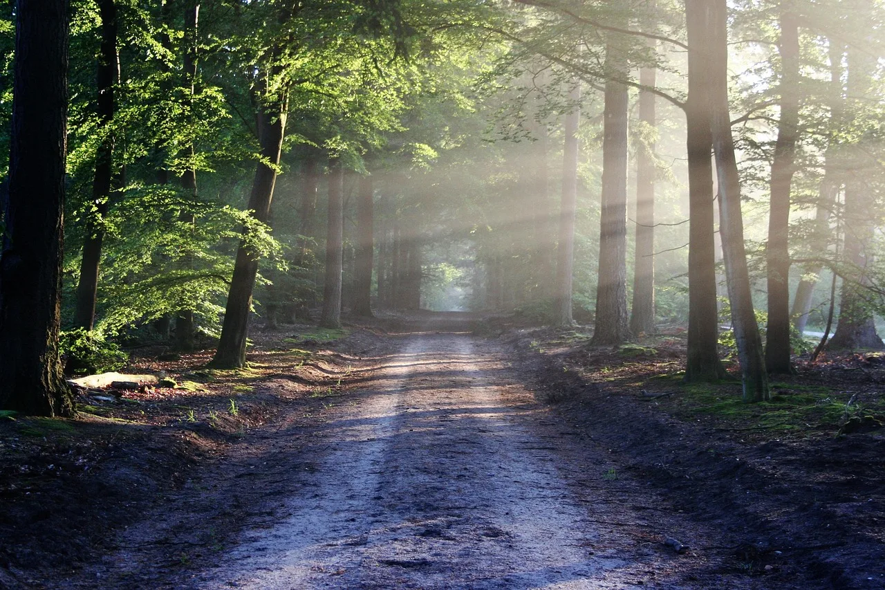 avenue, trees, path, sunbeams, sunrays, woods, woodlands, forest, trail, forest path, forest trail, nature path, nature trail, nature, landscape, netherlands, forest, forest, nature, nature, nature, nature, nature. How to test a trail town's connection to the trail in two days, using six qualities
