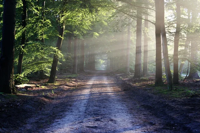 avenue, trees, path, sunbeams, sunrays, woods, woodlands, forest, trail, forest path, forest trail, nature path, nature trail, nature, landscape, netherlands, forest, forest, nature, nature, nature, nature, nature. How to test a trail town's connection to the trail in two days, using six qualities