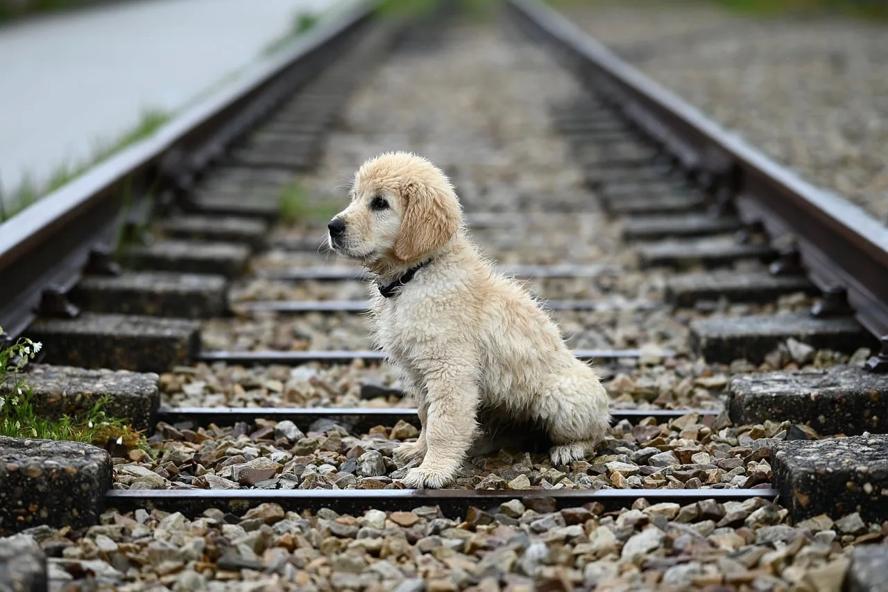golden retriever puppy amber, dog puppy, animal, railway track, nature, golden sitting, mammal. Dog-Friendly Rail Trails and Trail Town Lodging: Where to Stay