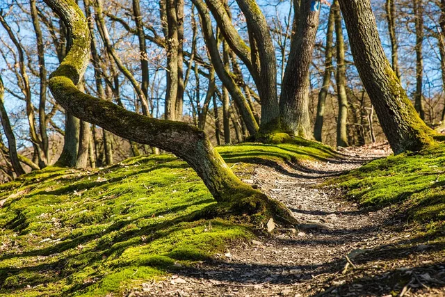forest, hiking, trees, path, trail, mossy, forest trail, nature path, nature trail, woods, woodlands, forest path, away, moss, nature, outdoors, forest, forest, forest, hiking, hiking, hiking, hiking, hiking, path, path, trail. How to plan a trail town trip without rushing it: the useful version