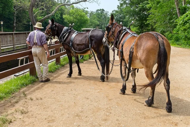 canal, man, mules, summer, spring, animals, towpath, trees, nature, outside. How National Park Service rules shape camping on the C&O Canal Towpath