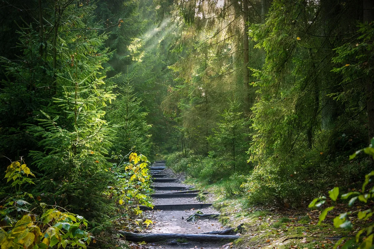 forest, trail, nature, sunbeams, forest path, path, trees, woods, morning. Why trail town upkeep looks patchy: funding rules