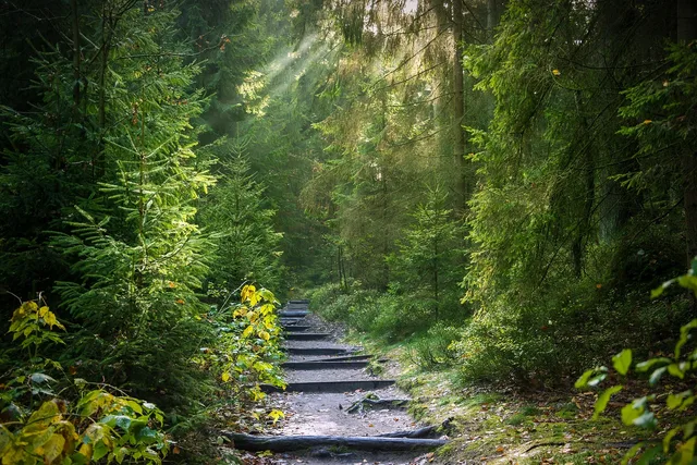 forest, trail, nature, sunbeams, forest path, path, trees, woods, morning. Why trail town upkeep looks patchy: funding rules
